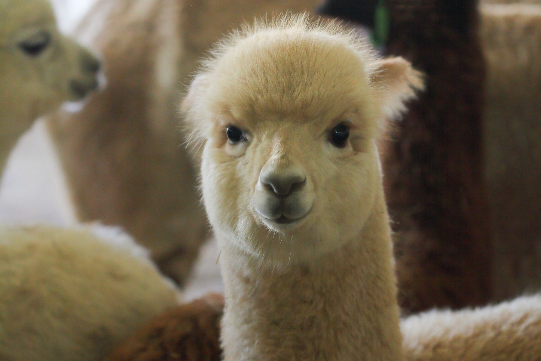 Quenti Alpaca Cria