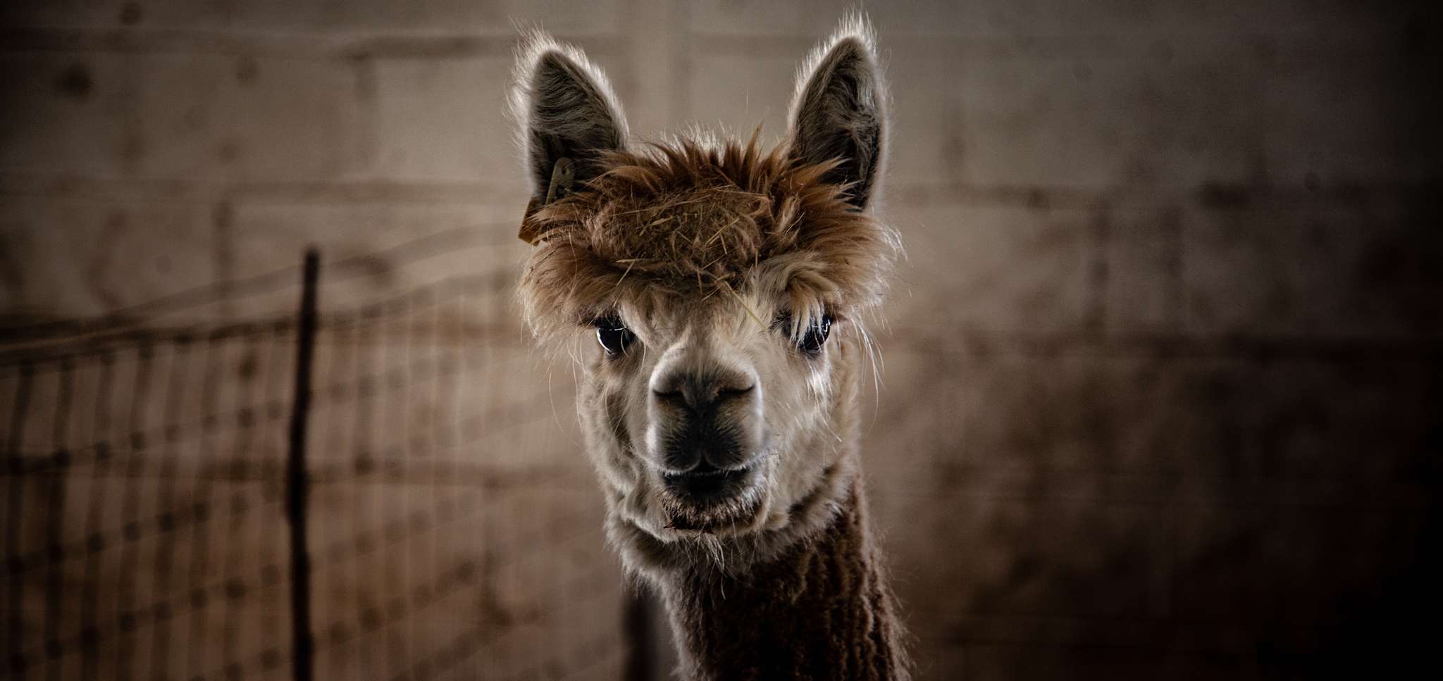 Quenti Alpaca