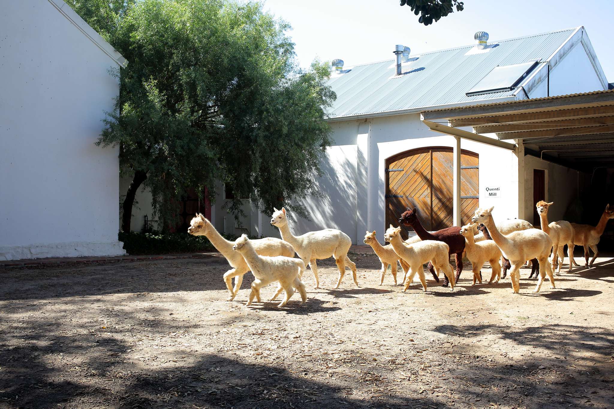 Quenti Alpaca Herd At Mill